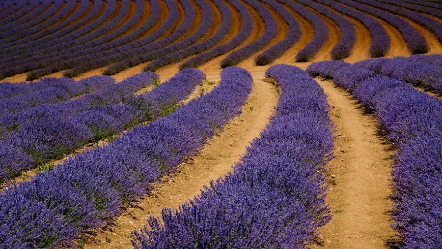Full HD spectacular girl profile with designLavender Field Purple