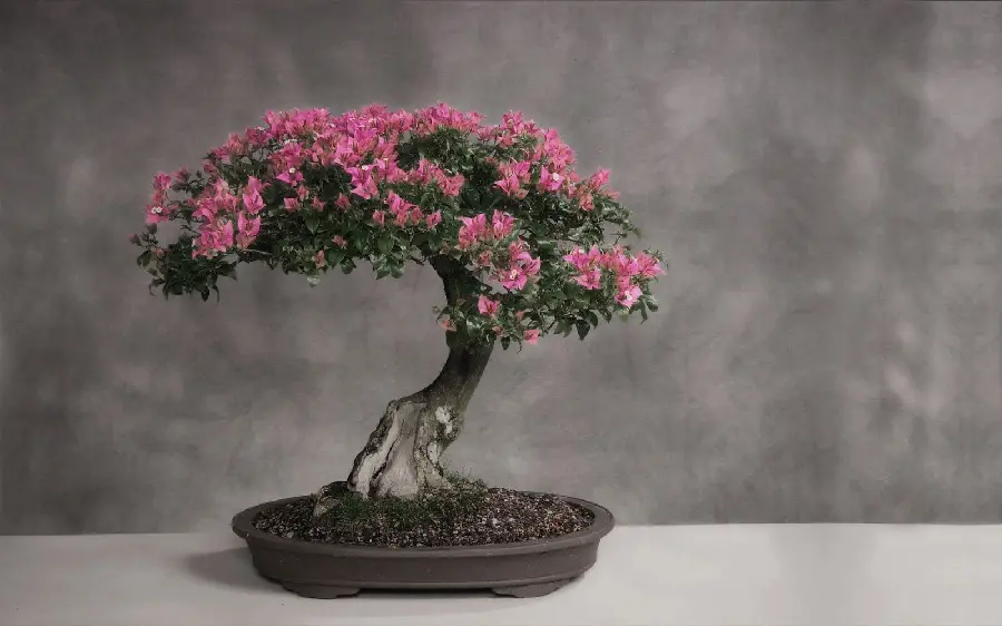  Attractive wallpaper of a bonsai tree with flowers Unique pink 