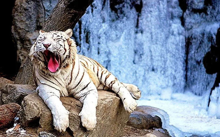 White tiger background and A huge predator while yawning