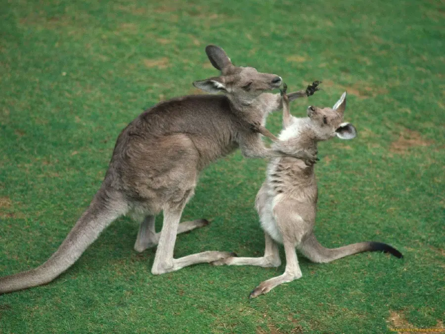 A unique and spectacular photo of two baby kangaroos 