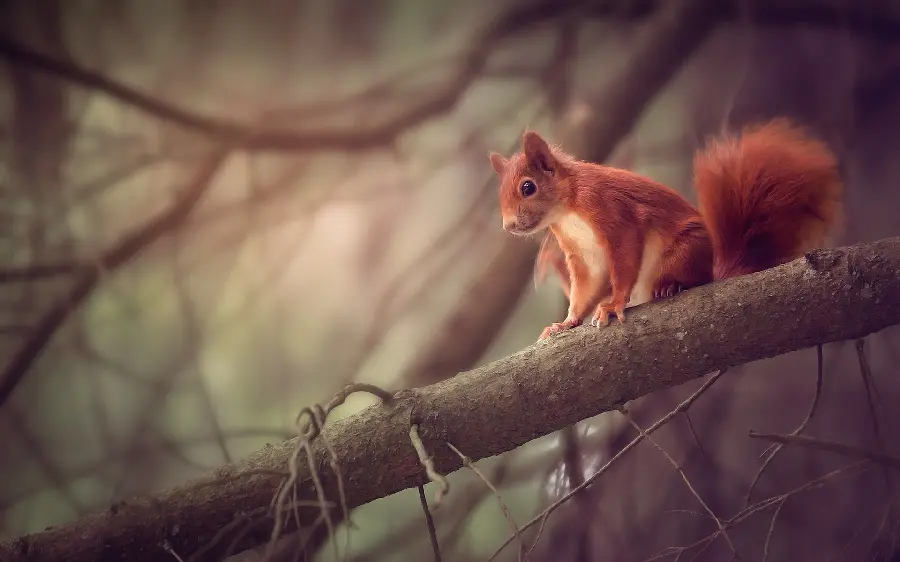 Download a stylish and beautiful background of a squirrel on a tree 