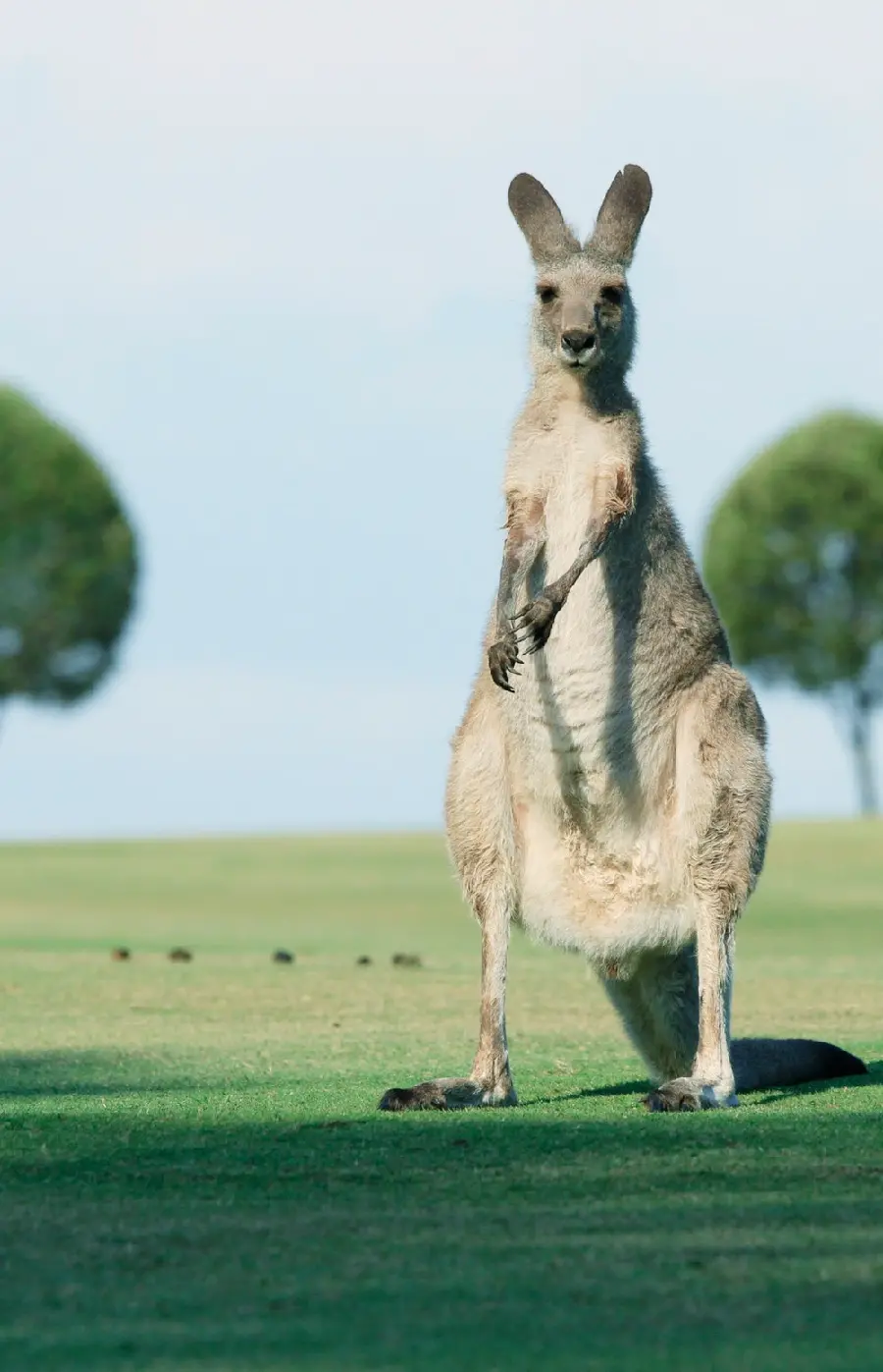 Amazing and spectacular background of a baby kangaroo in excellent quality 