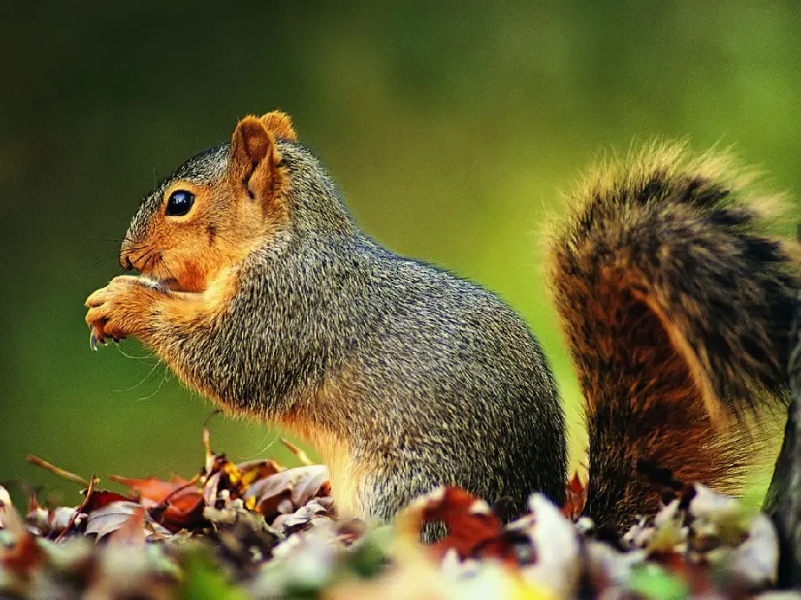 A very beautiful and cute photo of a brown squirrel