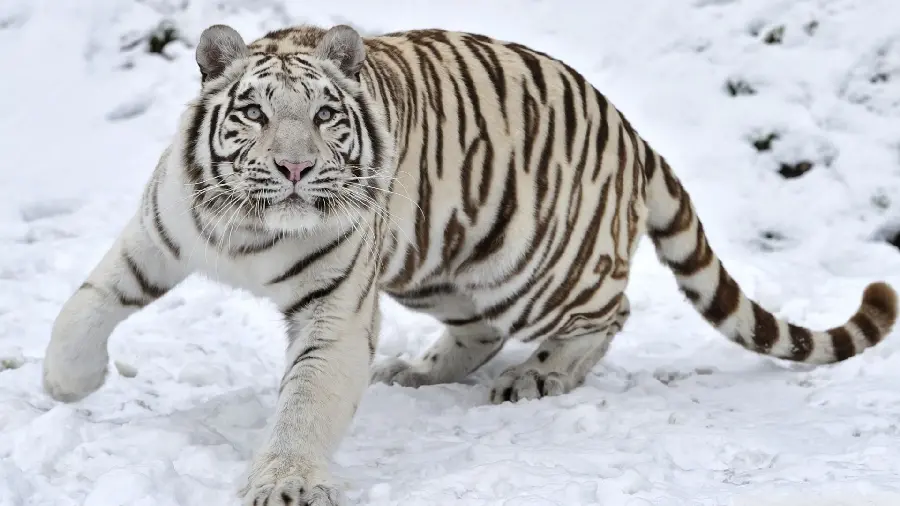 Download a wallpaper of a snow and a brown female tiger with sky eyes