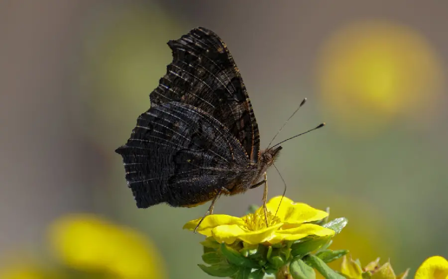 Amazing wallpaper of a butterfly on a beautiful yellow flower 