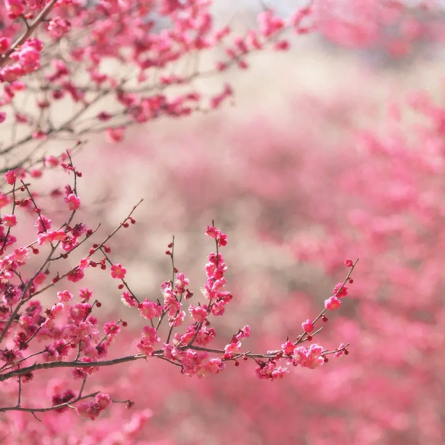 Amazing and spectacular background of pink peach tree blossoms