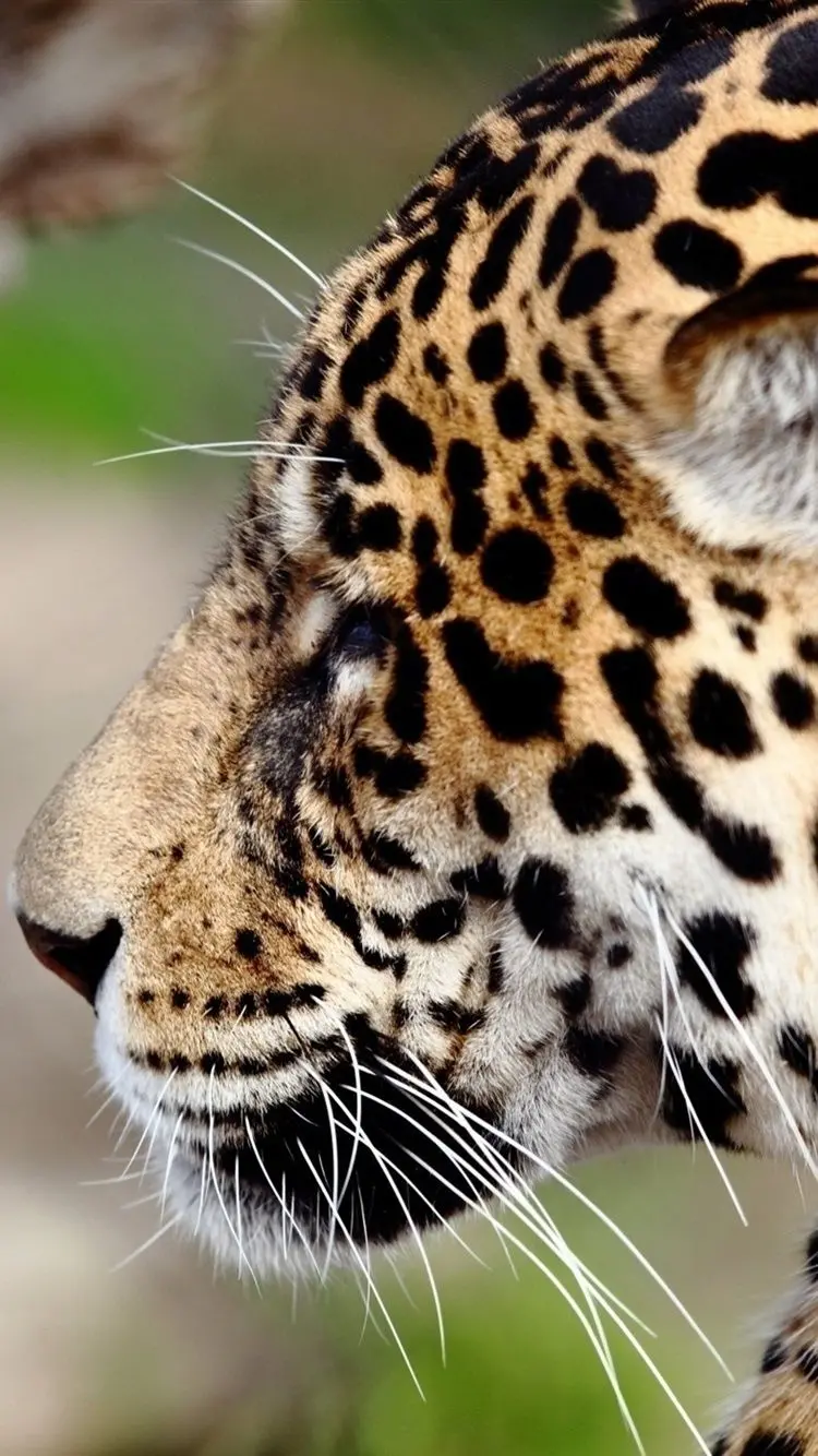 Wild jaguar background in the extraordinary wildlife of the Amazon jungle