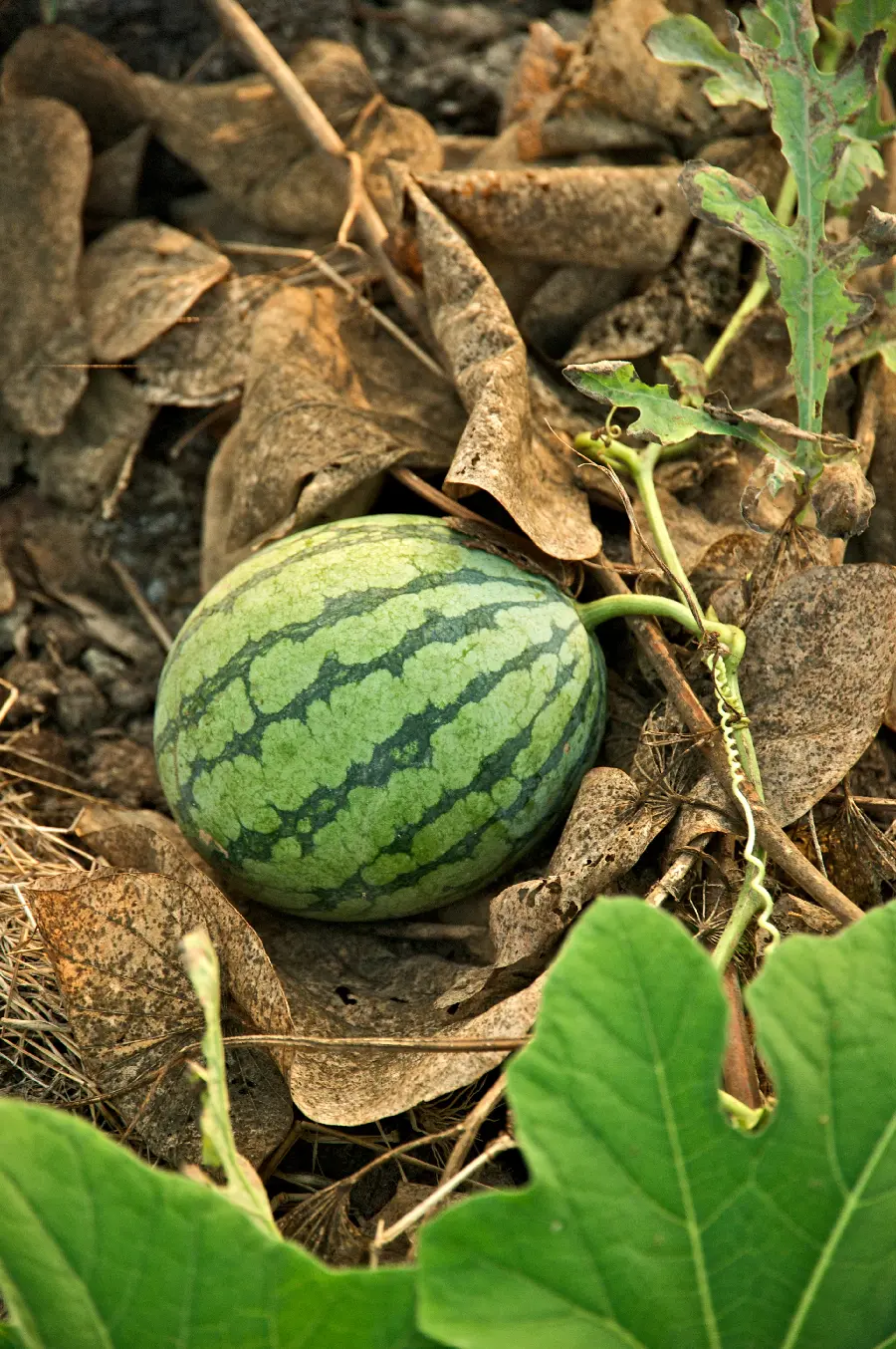 Unique and spectacular photo of natural watermelon growing 
