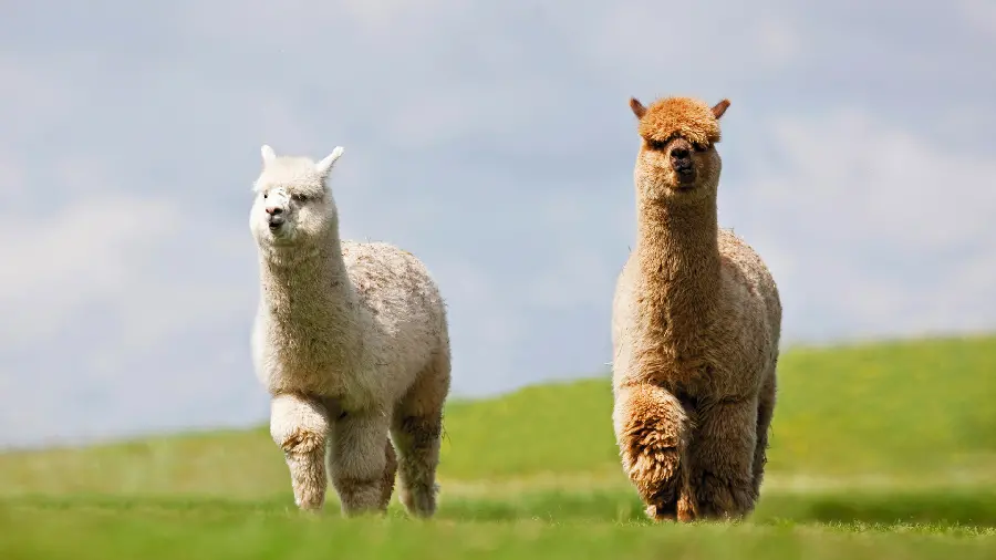 Amazing photo of a llama in a green field, computer wallpaper