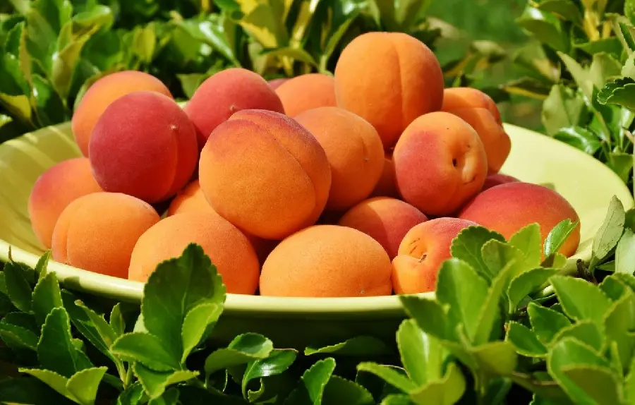 Download amazing photo of a large bowl of delicious apricots