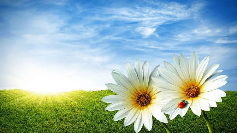 The most attractive computer wallpaper with a sunbeam design among white summer flowers