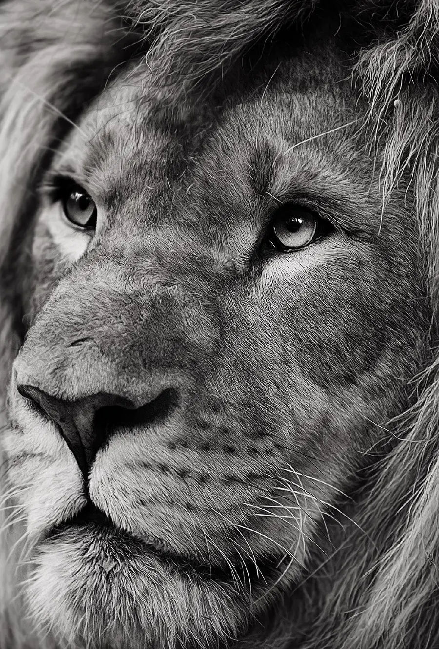 Black pen drawing of the lion king of the jungle for the background of the iPhone 13