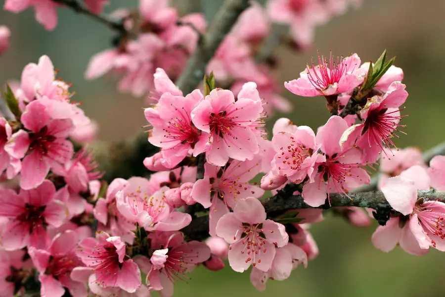 Beautiful photo for printing of peach bud of apple tree with spectacular quality
