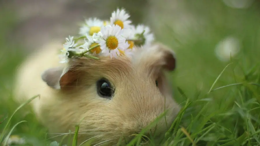  Very beautiful photo of a guinea pig with chamomile flowers on its head