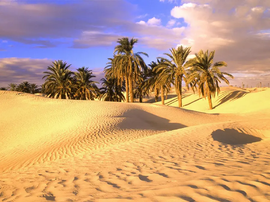 Amazing wallpaper of spectacular palm trees in the desert with full hd quality 