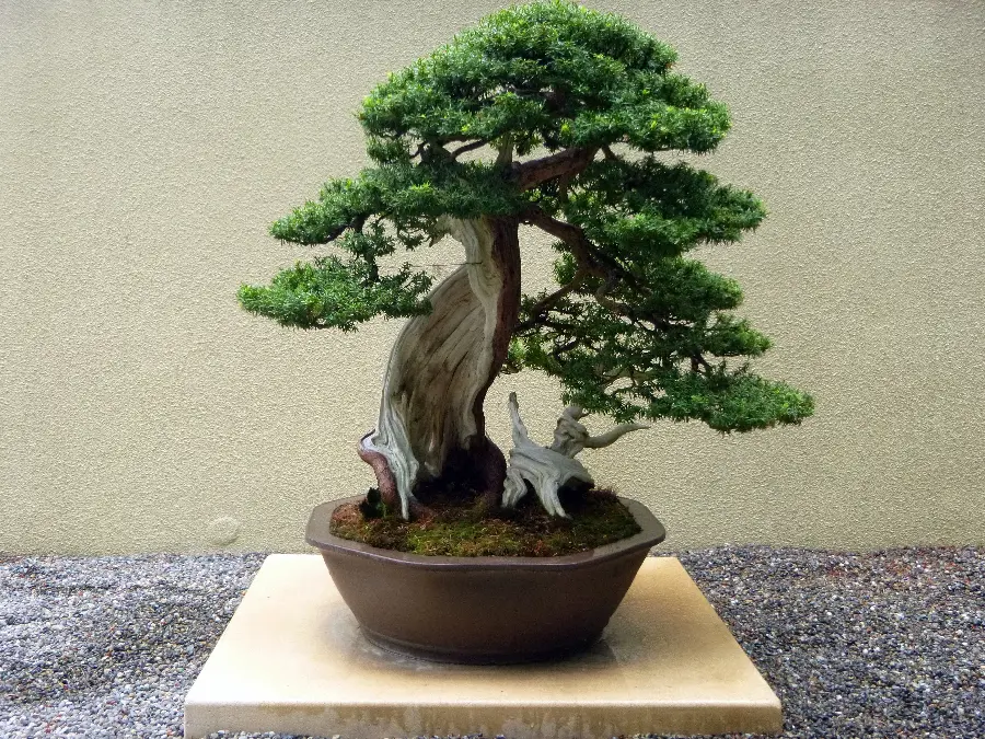  Interesting photo of a bonsai tree with unique and beautiful leaves 