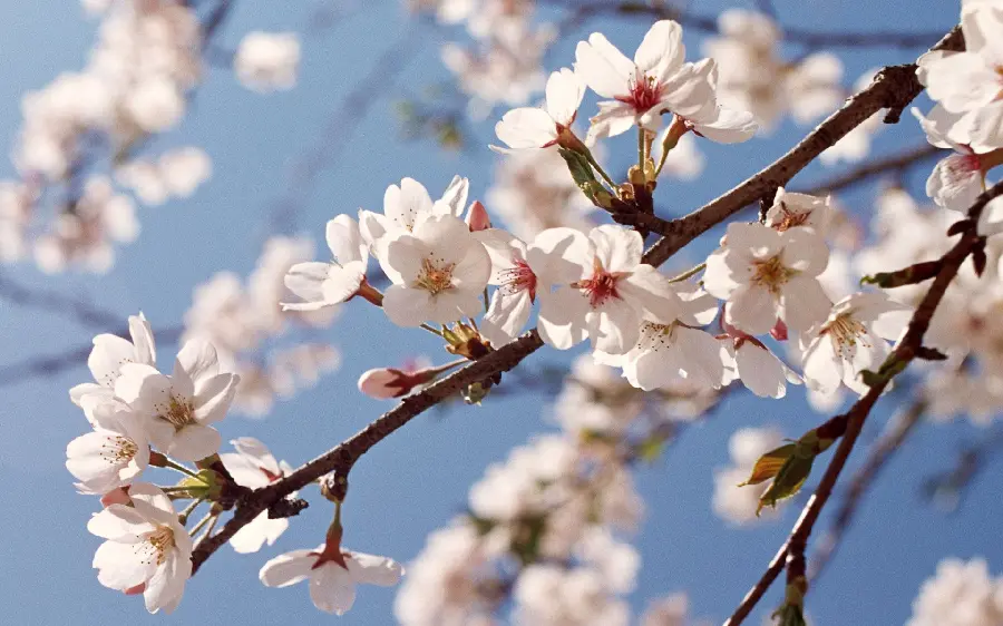 Download an interesting and spectacular image of white peach tree blossoms