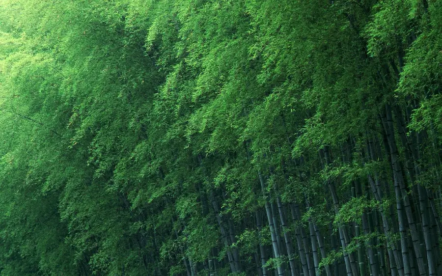 The most striking image published of the greenery and abundance of giant trees Bamboo