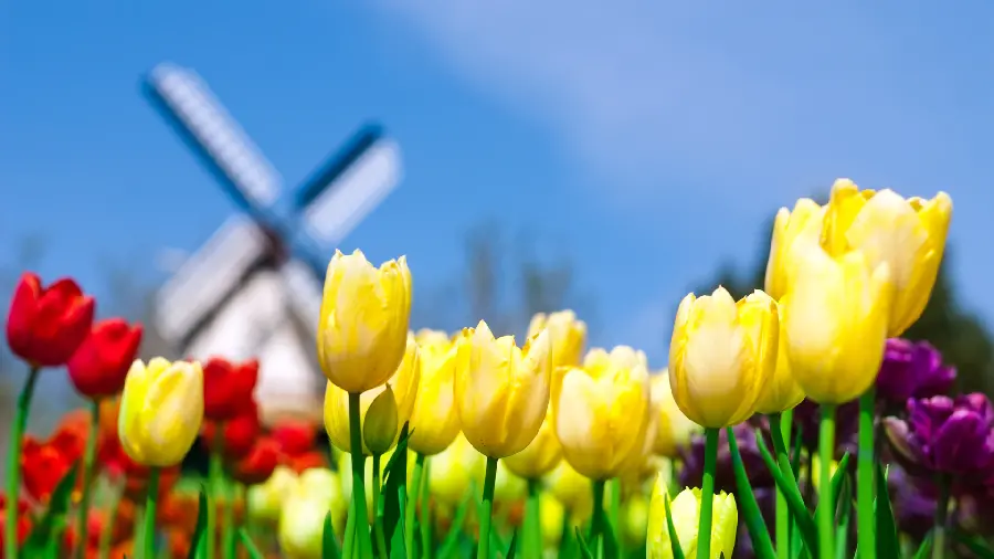 Amazing background of colorful tulips for Acer laptop