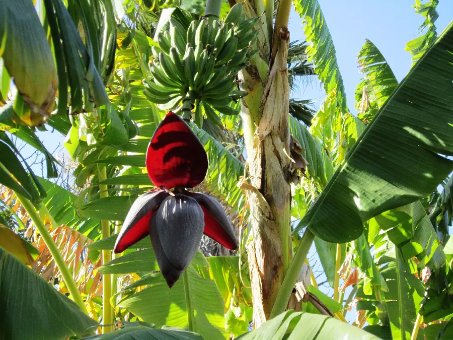 A very interesting and extraordinary photo of a banana tree flower bud