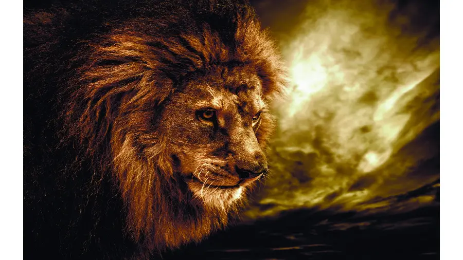 The most attractive free and real photo of the lion, the king of the forest, with a black background and fire 