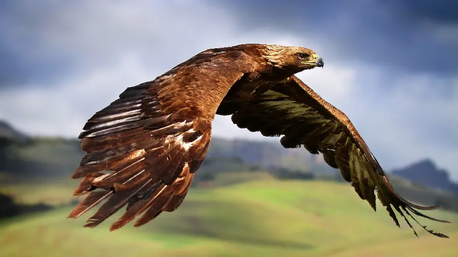 Attractive wallpaper of a golden eagle, a type of wild bird, in high quality 8K