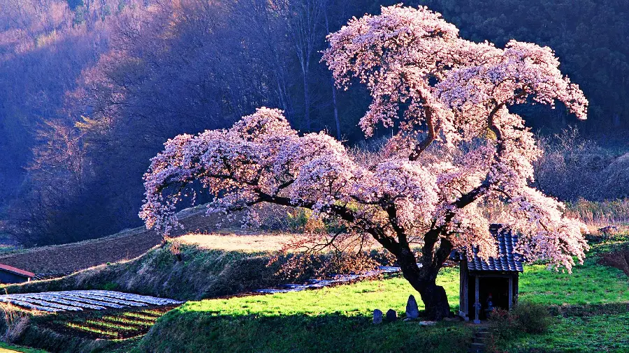 Download the most beautiful peach tree with beautiful splendors in high quality
