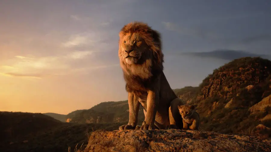 Free and Full HD Photo of Lion at Sunset 