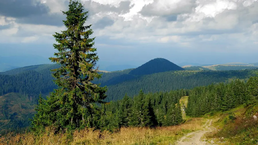 High-quality file of nature on the mountain with a beautiful and lush pine tree landscape