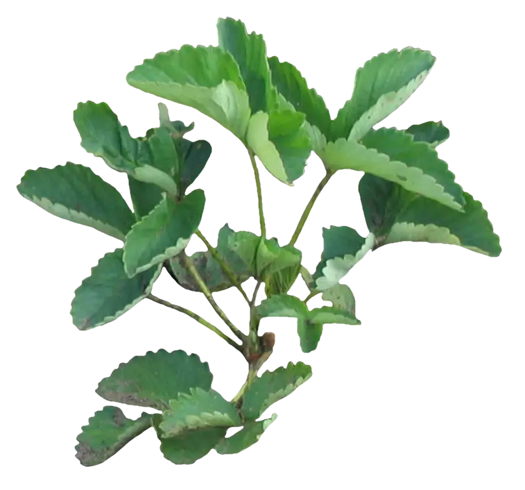 Interesting and spectacular photo of strawberry stems and leaves 