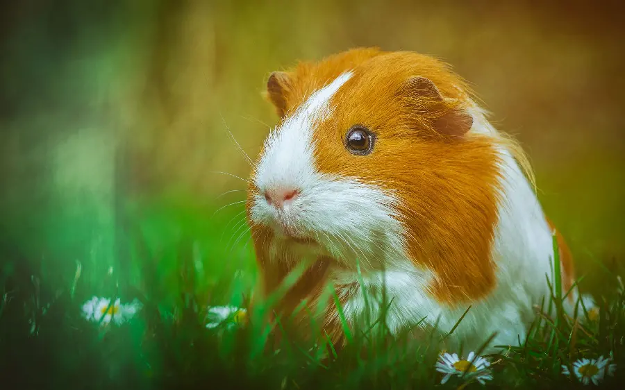  Very beautiful photo of a guinea pig with white and cream spots