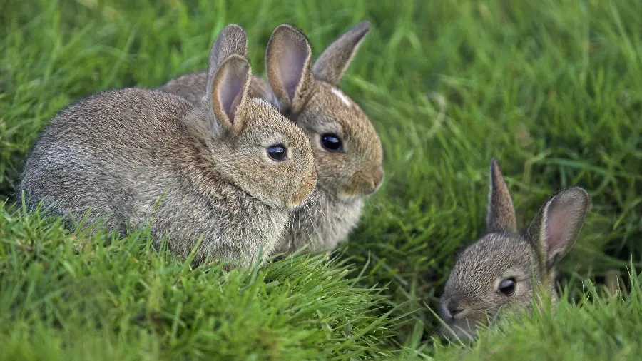 Download a wallpaper of several wild rabbits in a frame suitable for printing a poster 