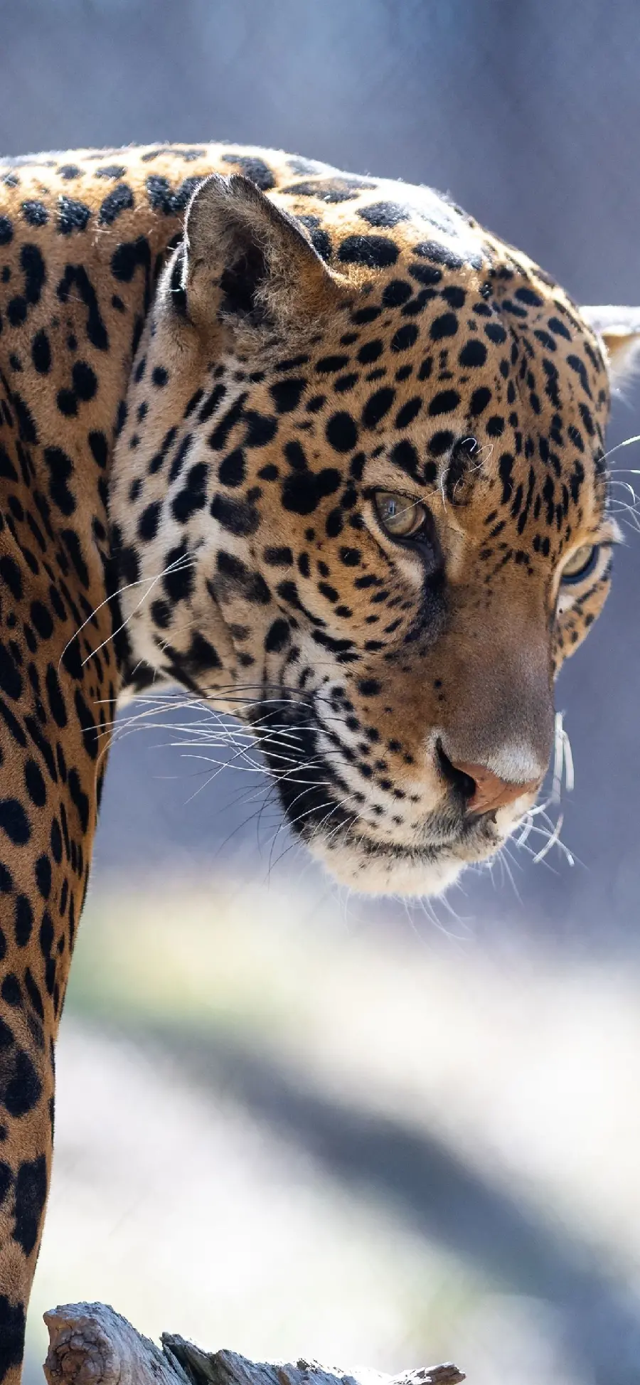 Image of an Iranian jaguar with a natural background in the wild