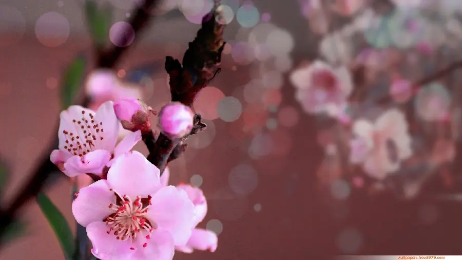 Awesome and beautiful background of pink peach tree blossoms