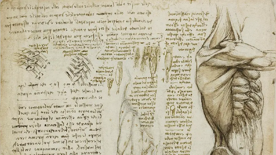 Leonardo da Vinci's studies of the human body and anatomy