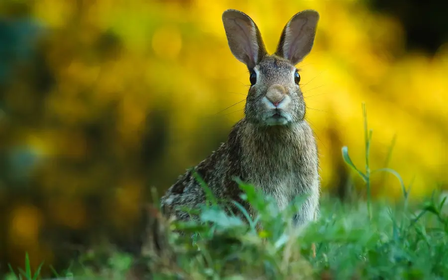Download the best wild rabbit background photo for your profile and tablet 