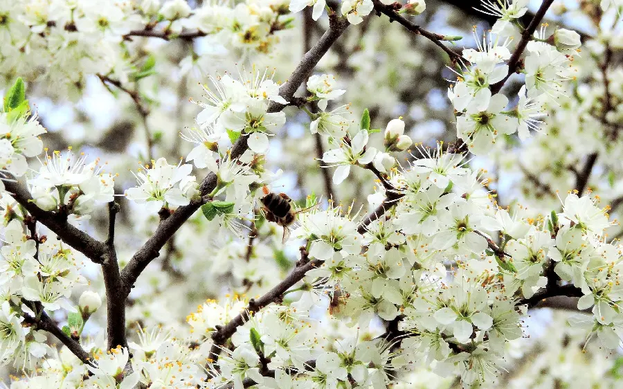 Amazing apple blossom profile photo and bee