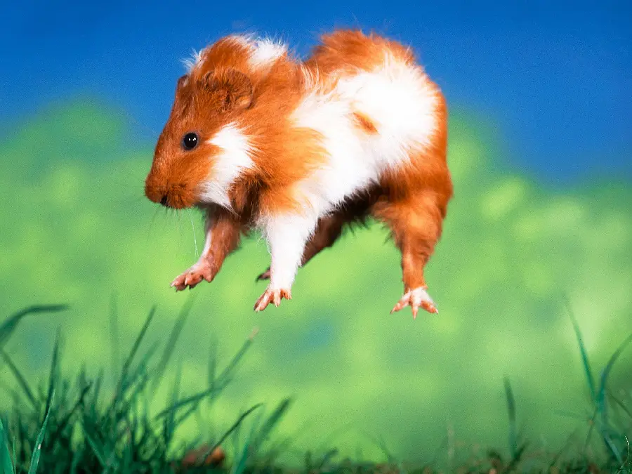 Unique and special wallpaper of a cute pig with small legs
