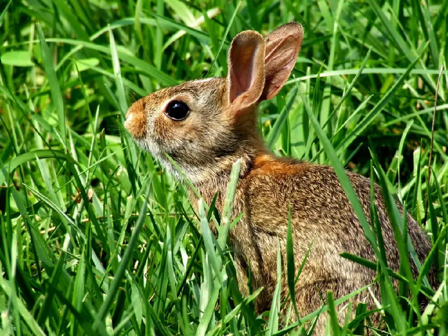 Fresh wild rabbit wallpaper for animal lovers 
