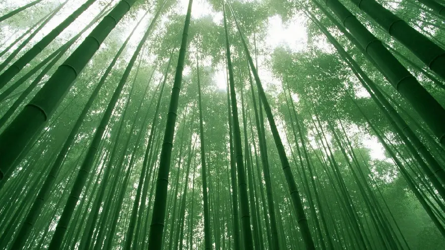 Free image of bamboo trees with the highest quality