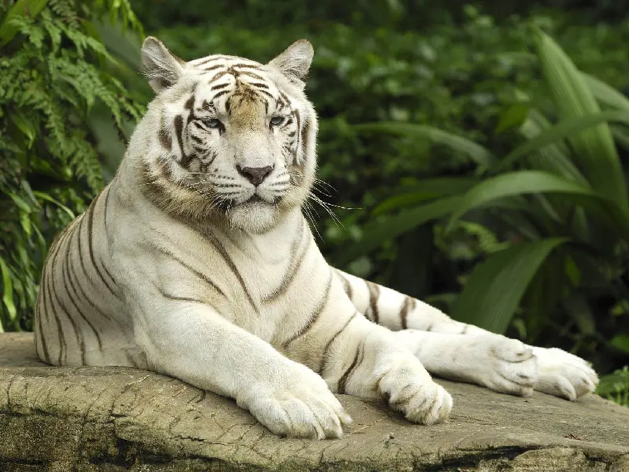Download a spectacular photo of a wild white Bengal tiger in a green forest