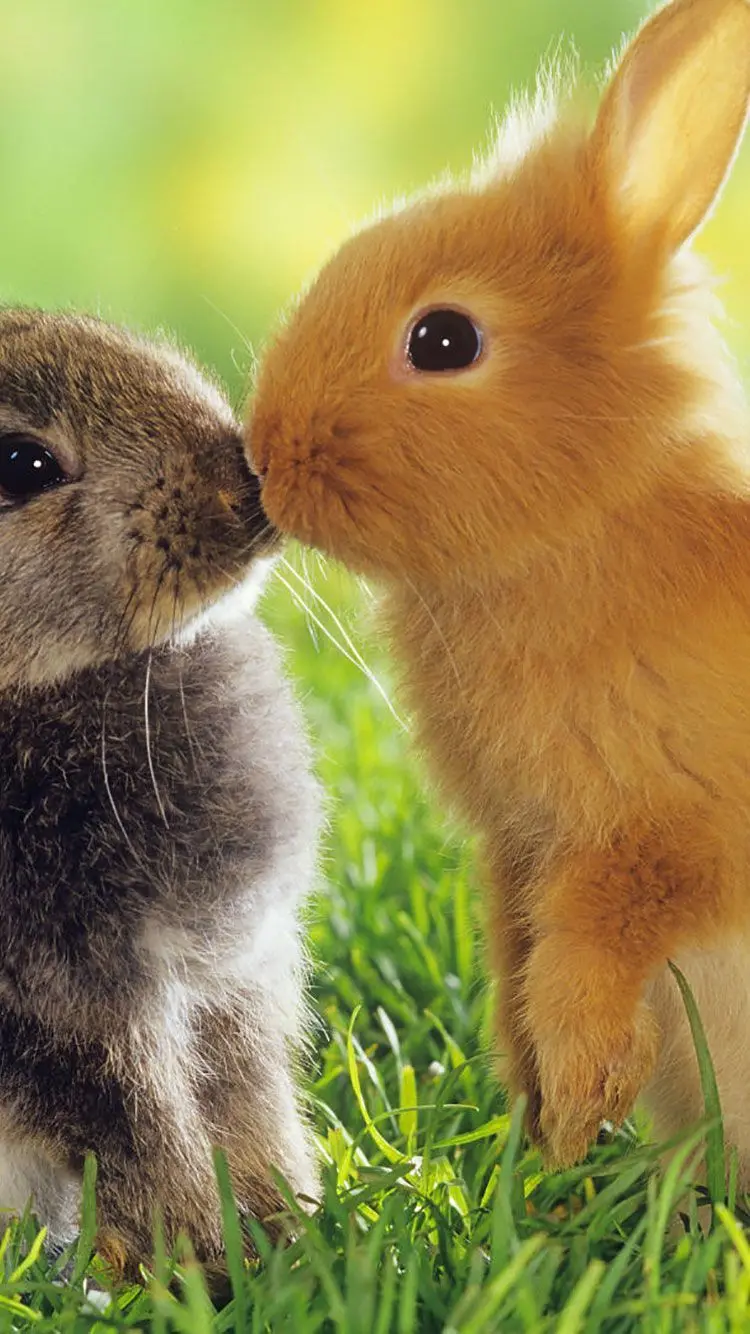 Lovely and cute background photo of two rabbits in high quality