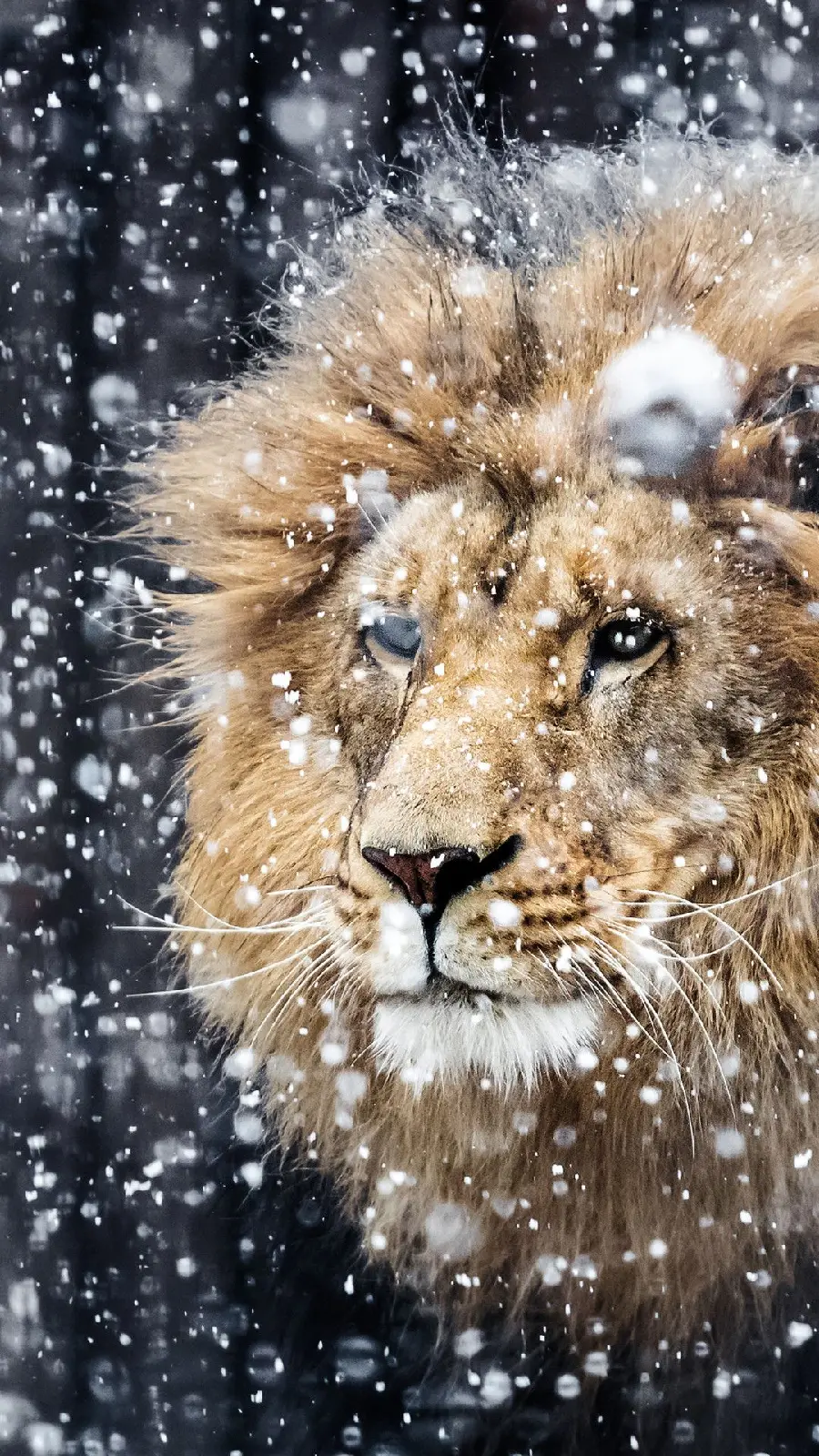 Cool Boyish Wallpaper of a Forest Lion Under the Snowfall Suitable for iPhone