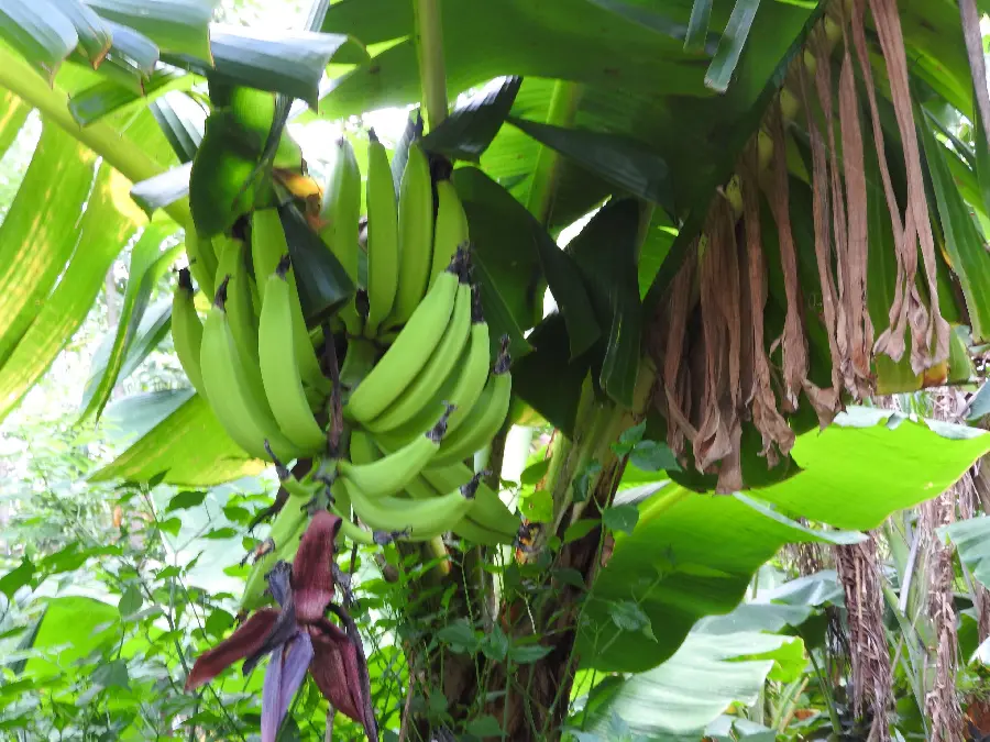 Banana Tree