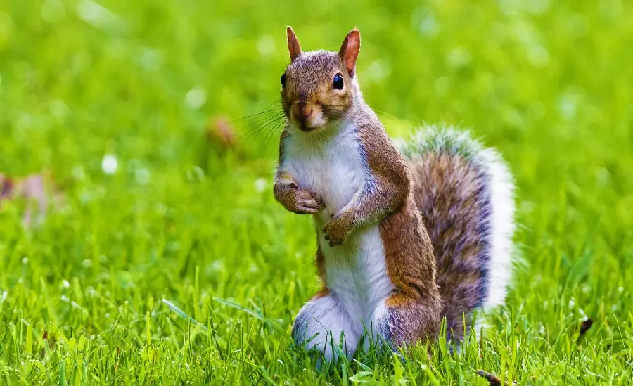 Amazing and interesting background of a squirrel eating walnuts 