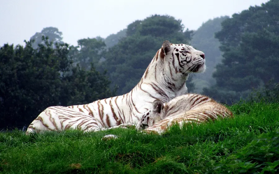 A charming stock photo of a Bengal tiger and its mate together in the heart of nature