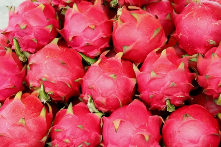 Image of delicious fruit of a type of cactus called Hylocereus in HD quality
