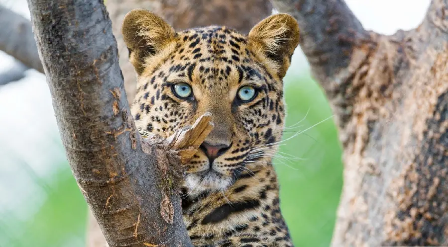 Stylish profile photo of a blue-eyed leopard fromZedik on a tree 