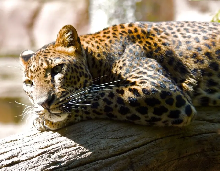 The most interesting background of a leopard lying on a tree trunk