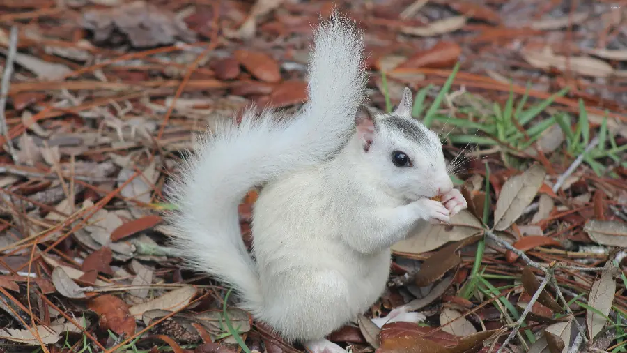 Cute and funny white squirrel photo, one of the most special squirrels